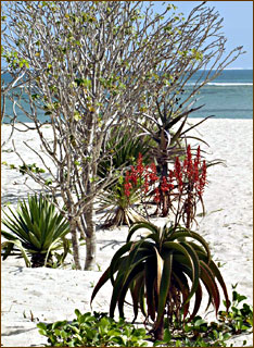 Inselvegetation mit Aloes