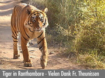 Tiger im Ranthambore Nationalpark