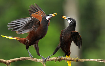 die Körperlänge von männliche Montezuma-Stirnvögel kann bis zu 50 Zentimeter sein