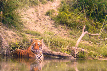 Tiger im Bardia Nationalpark