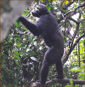 Schimpansen in Ruanda