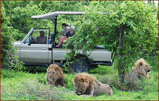 Safari Tour in Linyanti