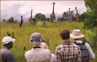 guided walking safari in Linyanti
