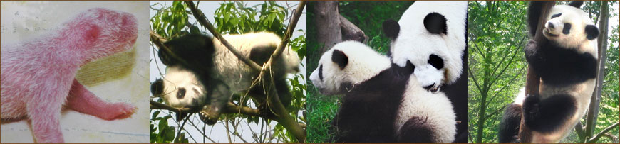 China Reise zu Pandabären