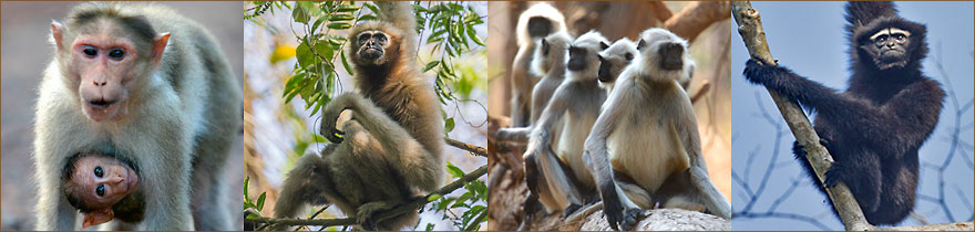 Primaten Affen in Indien beobachten