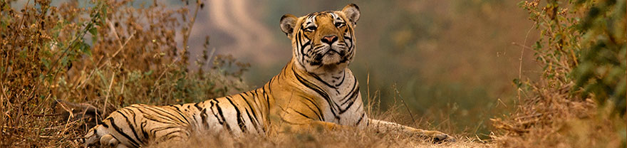 Im Ranthambore Nationalpark Tiger beobachten
