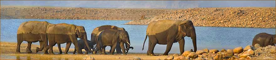 Panzernashorn & Elefantenherde im Kaziranga Nationalpark