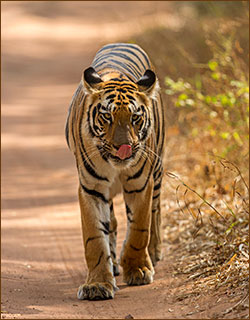 Tiger läuft auf der Straße - beobachtet auf unseren Indien Naturreisen