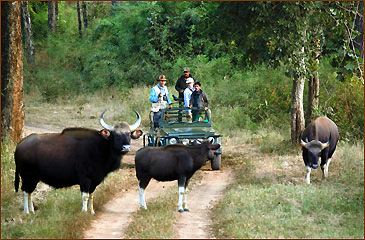 Gaur im Kanha Nationalpark
