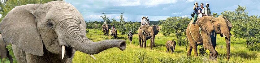 Elefantenreiten in Livingstone Sambia Afrika