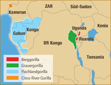 Verbreitung der Gorillas in Afrika