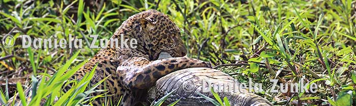 Jaguar im Pantanal Nationalpark