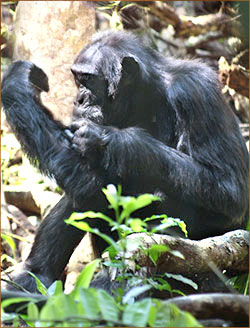 Schimpansen Kibale Nationalpark Uganda