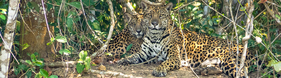 Jaguar-Mutter mit Nachwuchs