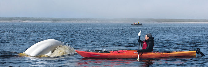 Kayaktour mit Belugas in Churchill