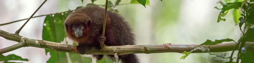 Es gibt 8 verschiedene Primaten im Tambopata-Nationalpark 