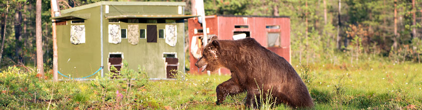 Hütten für die Beobachtungen von Bären und Vielfraß werden in Finnland und Skandinavien auch bear hides genannt
