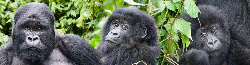 Wanderung zu Berggorillas in Uganda