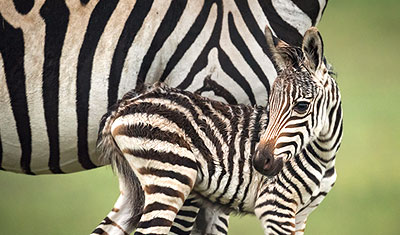 junges Zebra kurz nach der Geburt