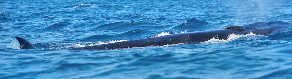 Seiwale werden bis zu 18 Meter lang
