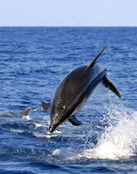 Fauna-Reisen - Urlaub auf den Azoren und Wale beobachten in Europa