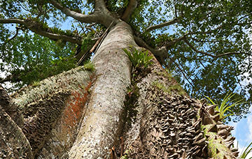 Regenwaldtour auf Tobago