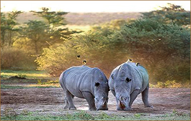 Nashörner im Khama Rhino Sanctuary