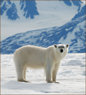 Eisbären auf Reisen nach Spitzbergen beobachten