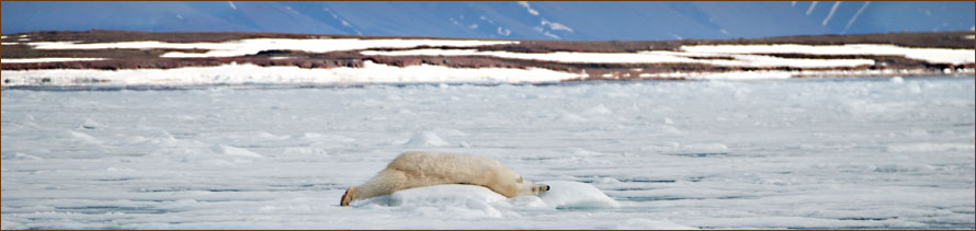 Eisbärenbeobachtung auf einer Kreuzfahrt nach Spitzbergen