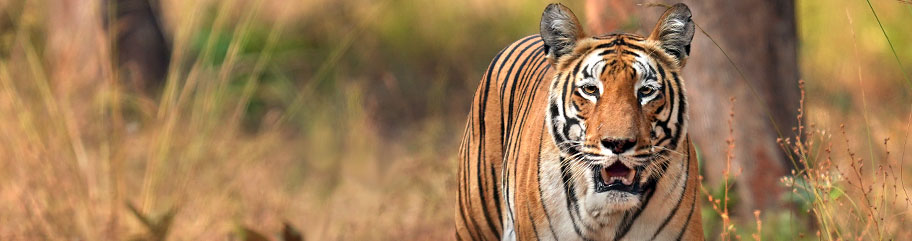 Tigerweibchen auf einer Safari in Bandhavgarh