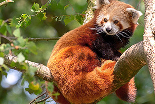 Rundreise „Erlebnis Roter Panda”