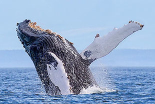 Saison der Giganten – Blau- und Finnwale