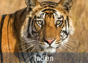 Tiger Safaris in Indien Fotoreisen 