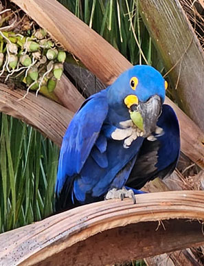 Die Lieblingsfruechte der Hyazintharas sind die harten Nüsse der Acuri-Palme.