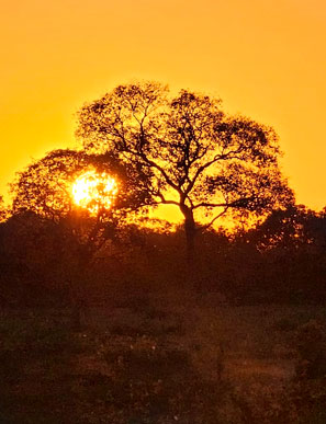 stimmungsvoller Sonnenuntergang auf der Transpantaneira zwischen Porto Jofre und Pousada Rio Claro