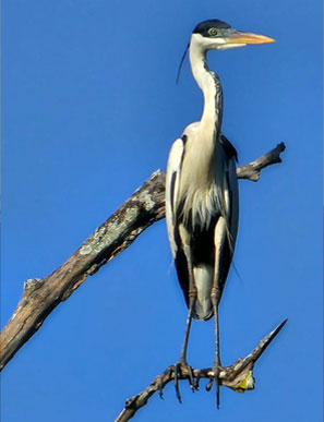 Vor allem im Juni ist das Pantanal ein Paradies für Ornithologie und Vogelliebhaber, denn zu dieser Zeit kann man die meisten Vögel beobachten.