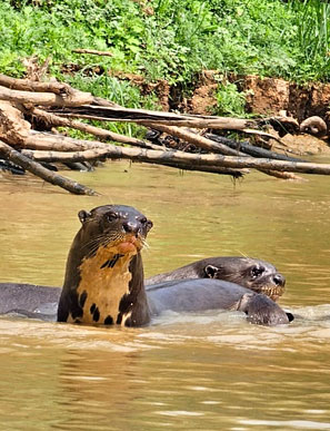 Ein besonders schoenes Erlebnis ist es, die Fischjagd einer Fischotter-Familie zu beobachten.