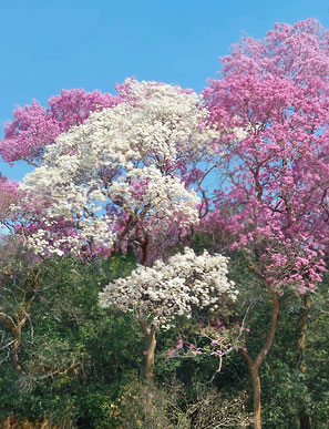 Die farbenfroheste Jahreszeit im Pantanal ist zwischen Mitte August und Anfang September, wenn alle Ipe-Bäume blühen.