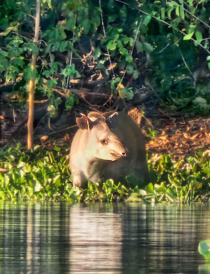 Einen Tapir kann man nicht auf jeder Reise sehen, genauso wie einen grossen Ameisenbär.