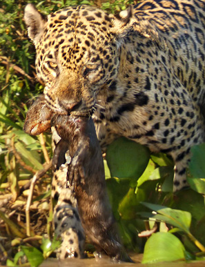 Ein Jaguar hat einen kleinen Fischotter erbeutet. Im Pantanal jagen Jaguare meistens jedoch Kaimane und Wasserschweine.