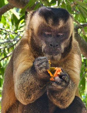 im brasilianischen Teil des Pantanals leben 7 verschiedene Primatenarten