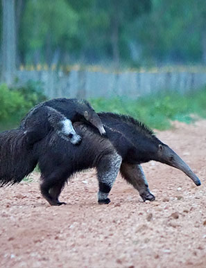 Großer Ameisenbären tragen ihre Jungtiere immer auf dem Rücken