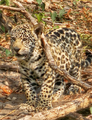 Jaguar-Babys sieht man nicht sehr oft. Dieses Jungtier hat auch noch ein Geschwister.