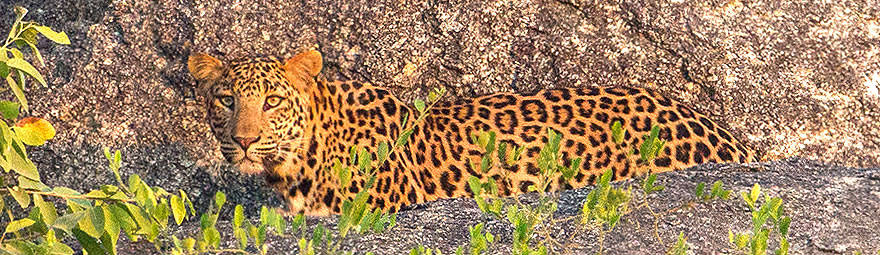 Leoparden im Bera Nationalpark
