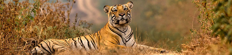 Im Ranthambore Nationalpark Tiger beobachten